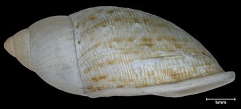 Media type: image;   Malacology 72768 Aspect: lateral